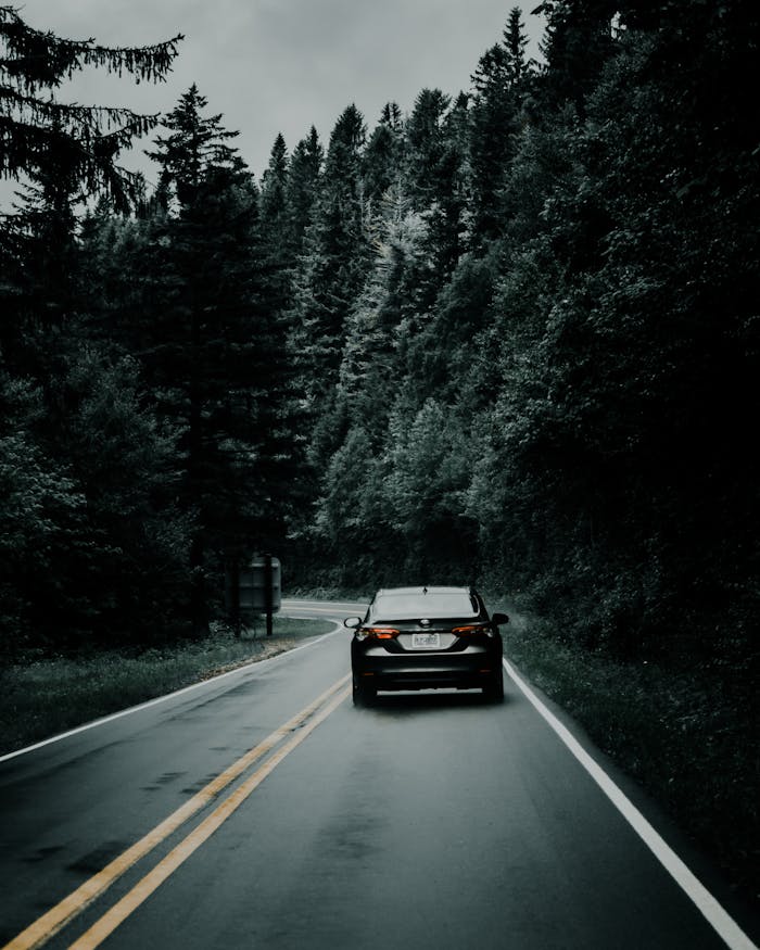 A car travels down a winding forest road surrounded by lush greenery.